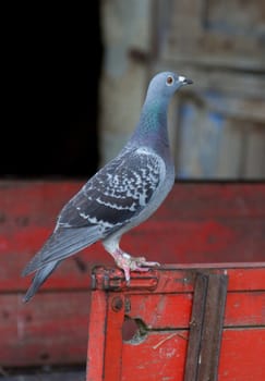 Dove on a red trailer