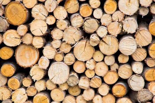 stack of freshly cut tree trunks