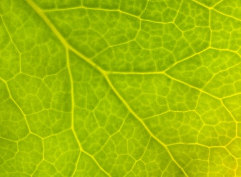 detail of a tree green leaf