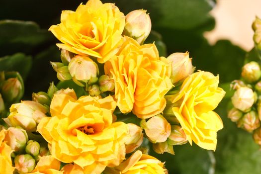 houseplant 'Kalanchoe' in pot 