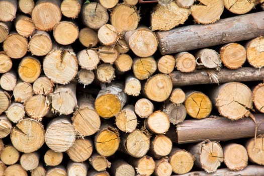 stack of freshly cut tree trunks