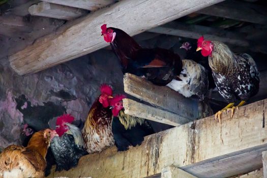 group of hens on a roof