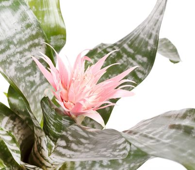 Aechmea Fasciata Bromeliad isolated on white 