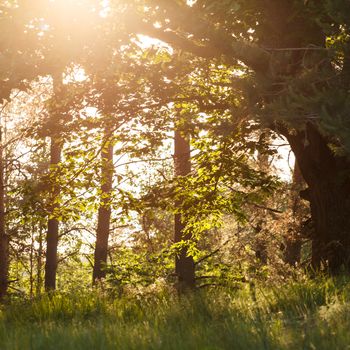 summer forest