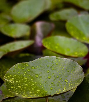 water lilies wet with rain