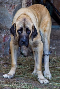 sad old dog chained by one leg