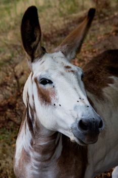 portrait of a donkey in a meadow