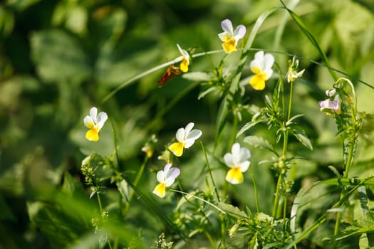 summer meadow