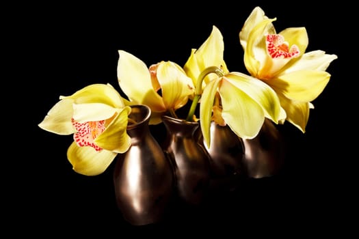 yellow orchids