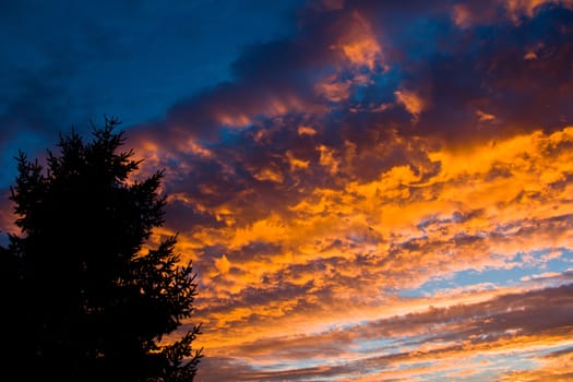 tree and sunset in Asturias, Spain.