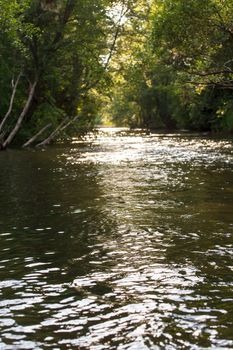 forest river