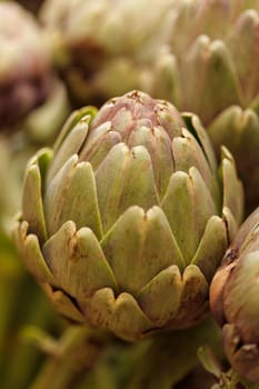 Artichoke