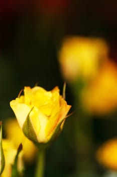 rose in pot