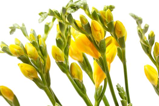 yellow freesia 