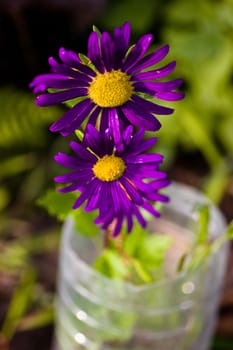 purple and yellow flowers in a broken plastic bottle