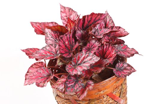 begonia in pot 