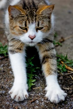 white and brown cat with claws out