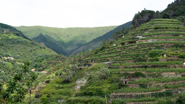Wine hills of Vernazza, Cinque Terre in Liguria, Italy