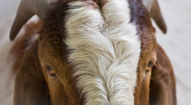 white and brown male goat head