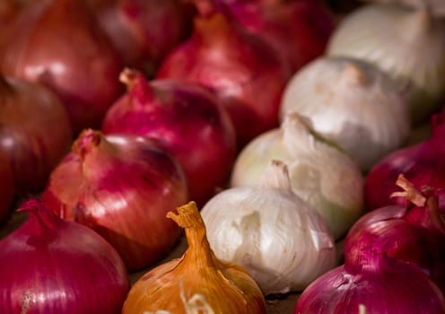 group of onions in rows