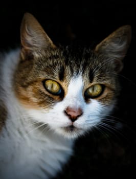 white and brown cat head