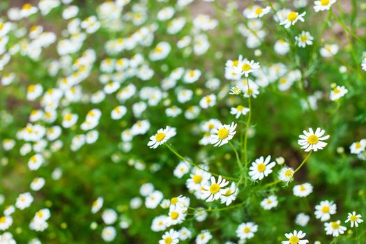 field of daisy