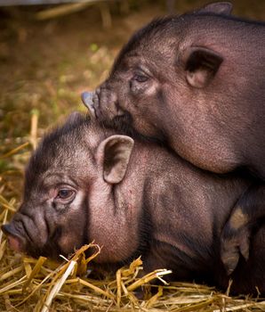 couple of vietnamese pigs playing