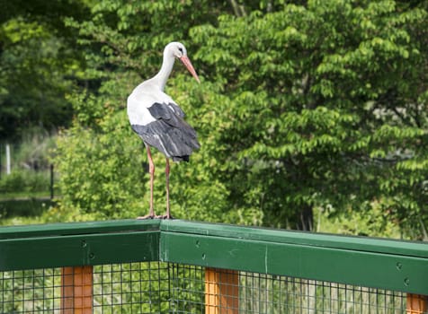 stork standing on wooden fench