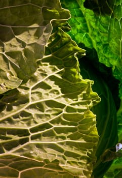 lettuce texture with different shades of green