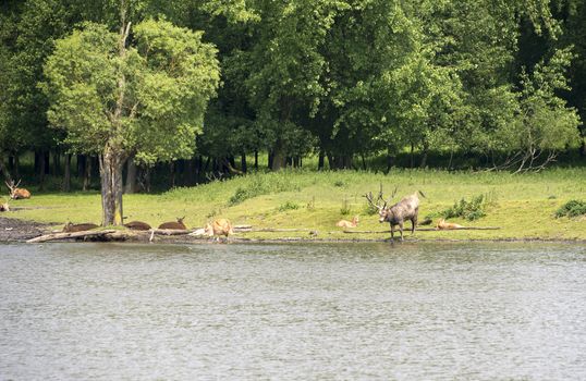 group of red deer in nature