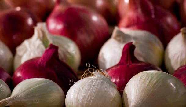group of onions in rows