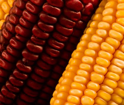 detail of yellow and purple corn cobs