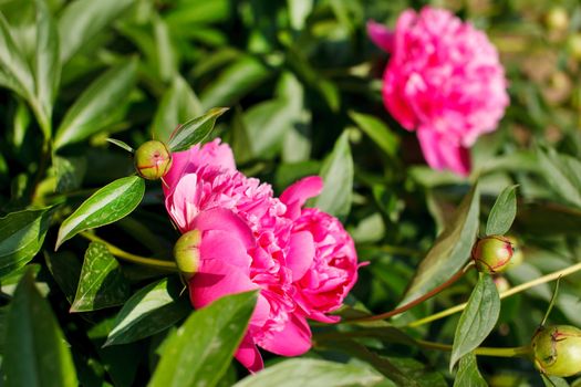 Blooming peony