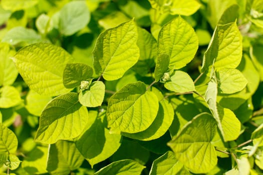 green leaves