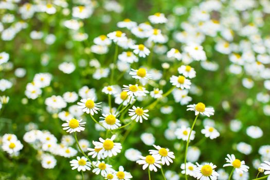 field of daisy