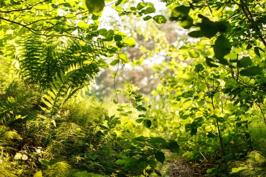 summer forest