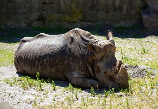 grey rhinoceros lying on green grass in city zoo