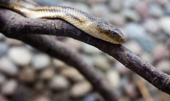 dangerous snake on hte branch in city zoo
