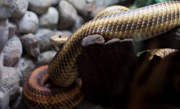 dangerous snake in city zoo on grey stones background