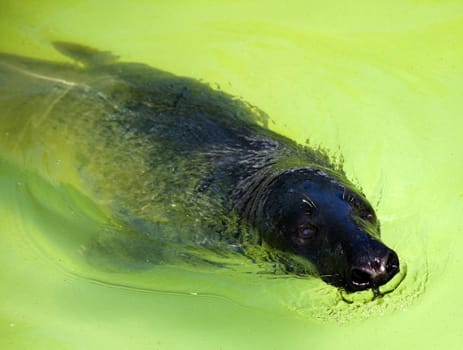 fur seal in city zoo on sunny summer day