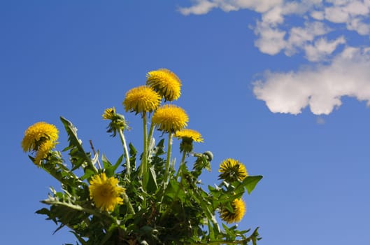 dandelions with blue sky and white clouds