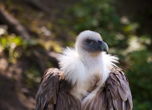 black vulture in city zoo on sunny summer day