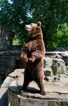 brown bear in the city zoo on summer sunny day