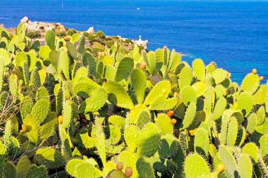 prickly pear in the background the ocean