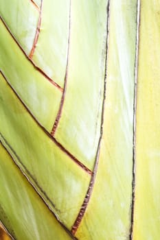 closeup of a palm tree texture and background