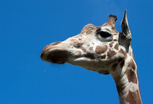 giraffe's head in the city zoo on blue sky background