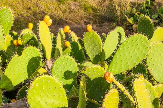 prickly pear with blossom fruits