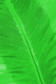 palm leaves background and texture