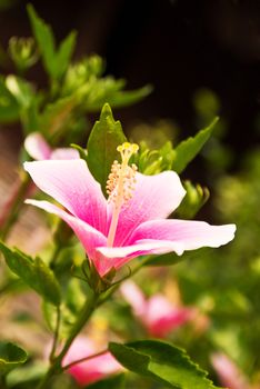 Hibiscus Flower or Chinese Rose, Shoe Flower. Shallow focus