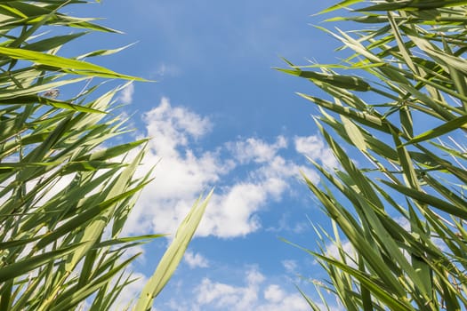 Green reeds photographed from below against a blue sky with white clouds 